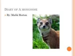 Diary of A mongoose