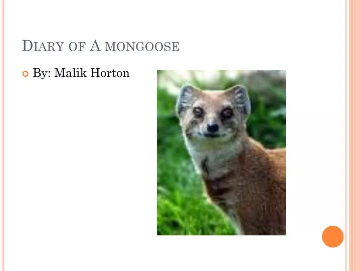 diary of a mongoose