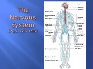 The Nervous System (Pgs. 184-196)