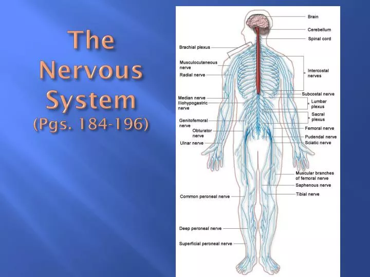 the nervous system pgs 184 196