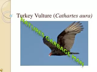 Turkey Vulture ( Cathartes aura)