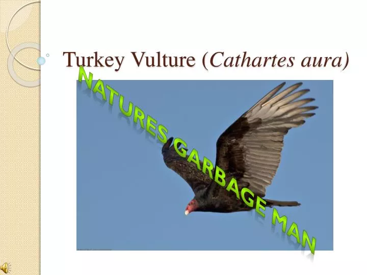 turkey vulture cathartes aura