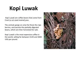 Kopi Luwak are coffee beans that come from Civet (a cat sized mamal ) poo .