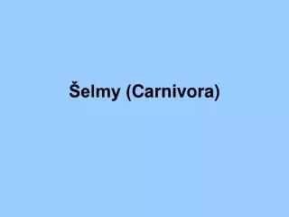 Šelmy ( Carnivora )