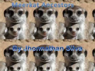 Meerkat Ancestors
