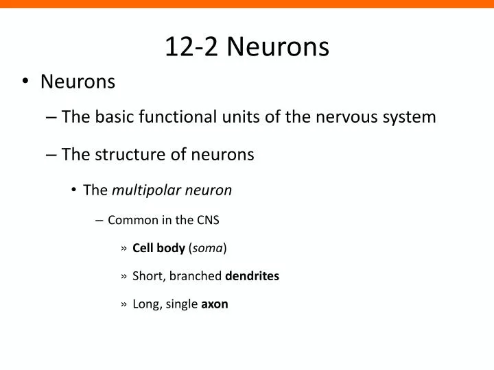 12 2 neurons