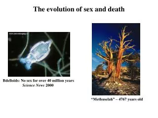 The evolution of sex and death