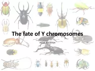 The fate of Y chromosomes Heath Blackmon