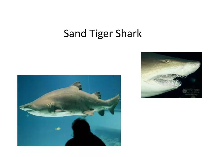 sand tiger shark