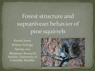 Forest structure and supranivean behavior of pine squirrels