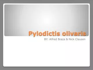 Pylodictis olivaris