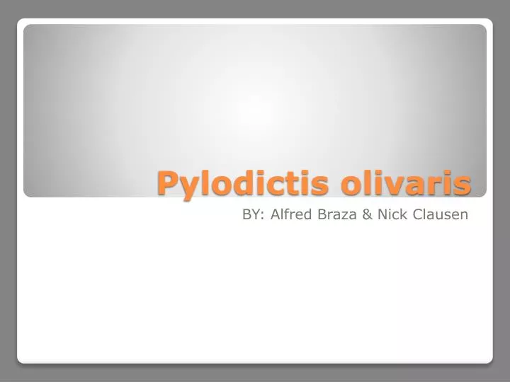 pylodictis olivaris
