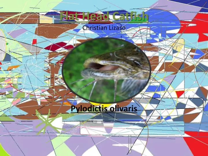 flat head catfish christian lizaso