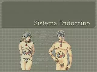 sistema endocrino