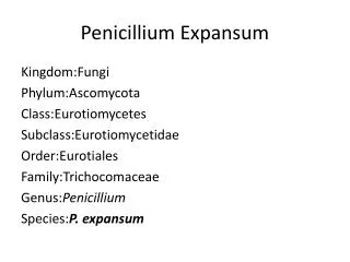 Penicillium Expansum