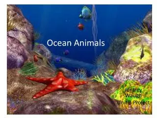 Ocean Animals