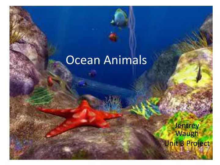 ocean animals