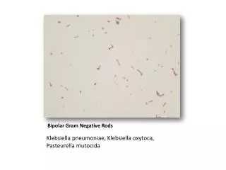Bipolar Gram Negative Rods