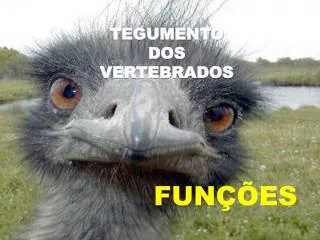 tegumento dos vertebrados