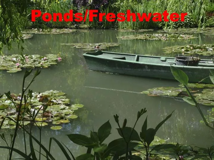 ponds freshwater