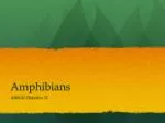 Amphibians - slide 1