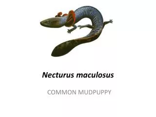 Necturus maculosus