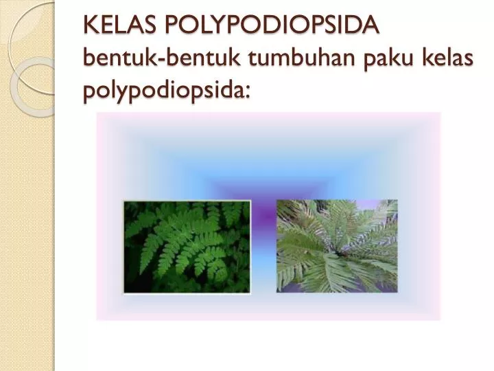 kelas polypodiopsida bentuk bentuk tumbuhan paku kelas polypodiopsida