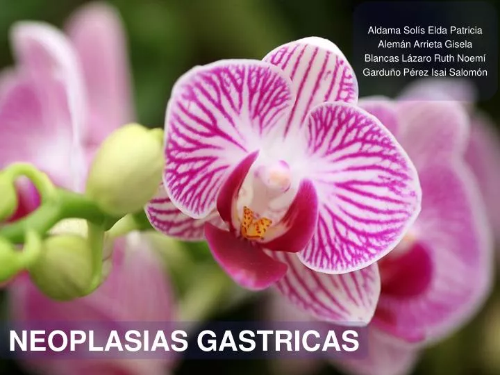 neoplasias gastricas