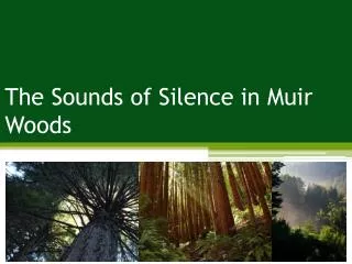 The Sounds of Silence in Muir Woods