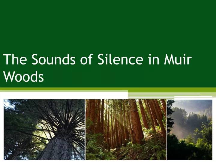 the sounds of silence in muir woods
