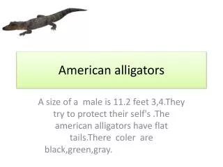 American alligators