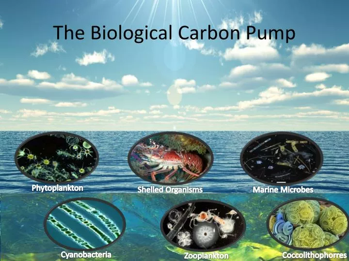 the biological carbon pump