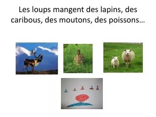 Les loups mangent des lapins, des caribous, des moutons, des poissons…