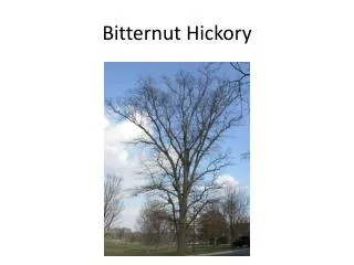 Bitternut Hickory