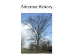 Tree Identification Guide for Campus Landscapes - slide 1