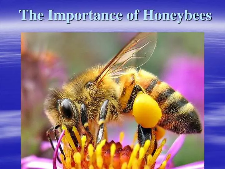 the importance of honeybees