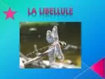feui - slide 1