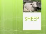 SHEEP - slide 1