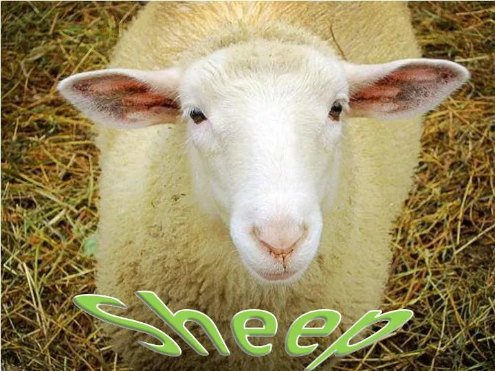 sheep