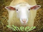 Sheep - slide 1