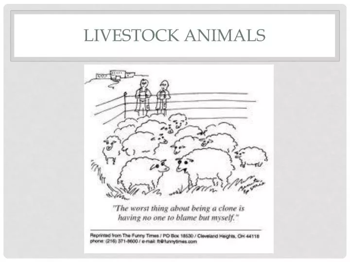 livestock animals