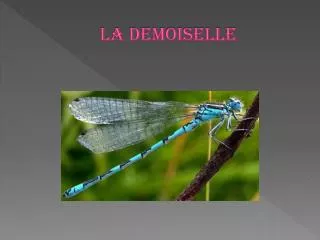 la demoiselle