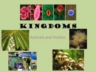 kingdoms