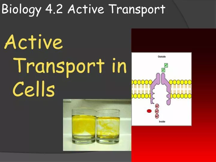 biology 4 2 active transport