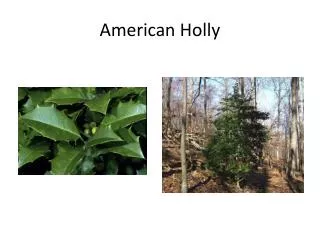 American Holly