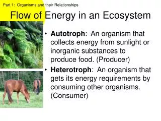 Flow of Energy in an Ecosystem