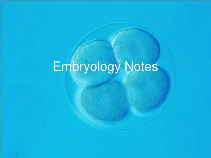 embryology notes