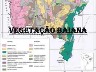 vegeta o baiana