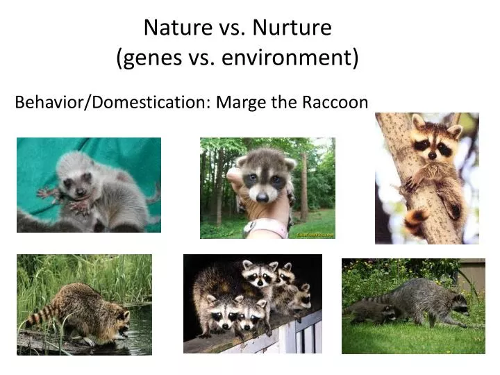 nature vs nurture genes vs environment