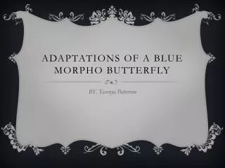 Adaptations of a Blue Morpho Butterfly